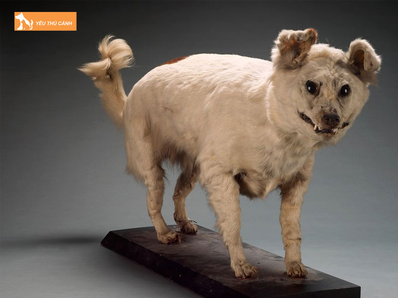 Dac-diem-ngoai-hinh-va-tinh-cach-cho-kuri-thucanh