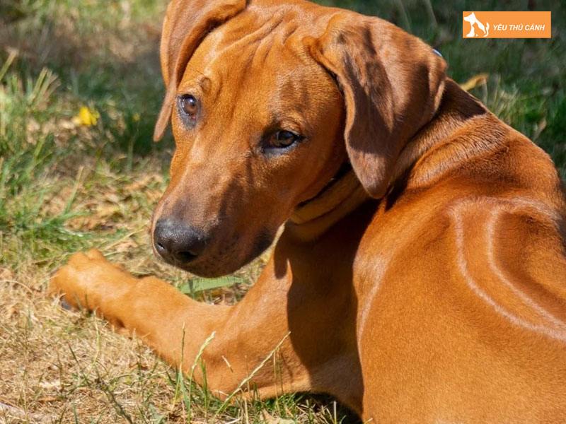 Dac-diem-ve-cho-long-xoay-nam-phi-thucanh