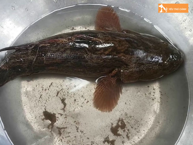 Doi-net-ve-ca-bong-tuong-thucanh