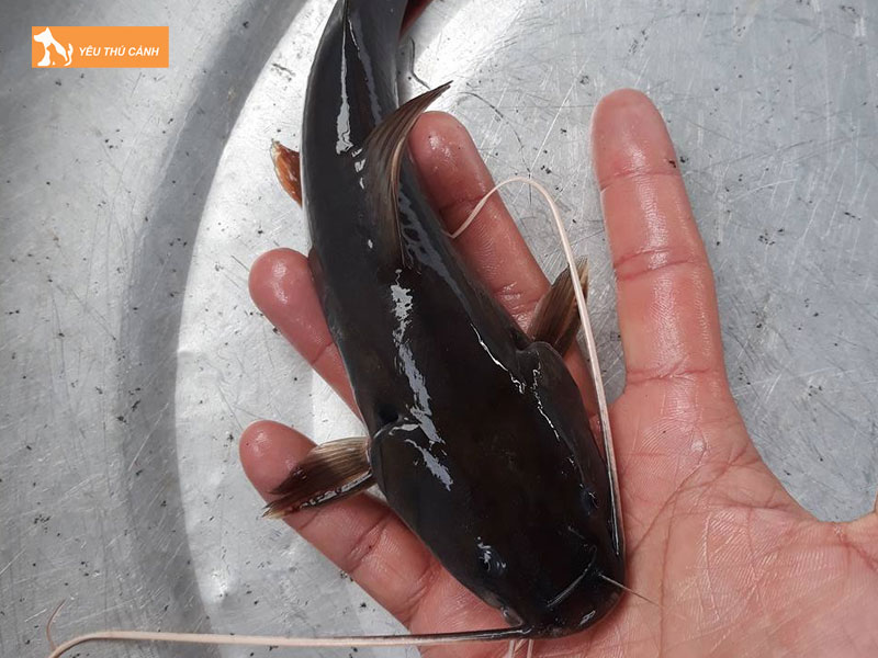 Doi-net-ve-ca-lang-duoi-do-thucanh