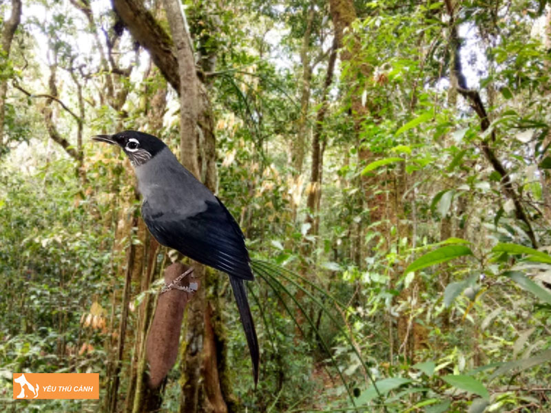 Doi-net-ve-chim-bach-mi-1-thucanh