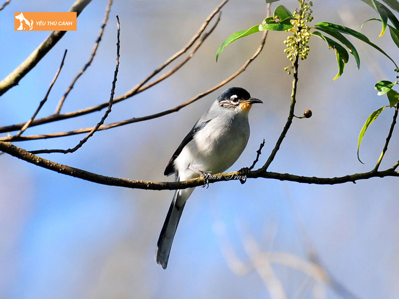 Doi-net-ve-chim-bach-mi-thucanh