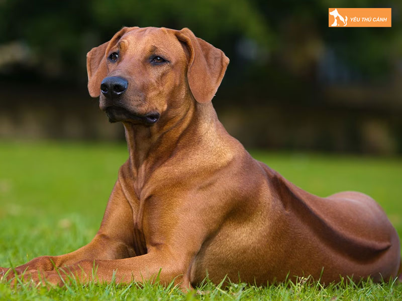 Doi-net-ve-giong-cho-long-xoay-nam-phi-la-gi-thucanh