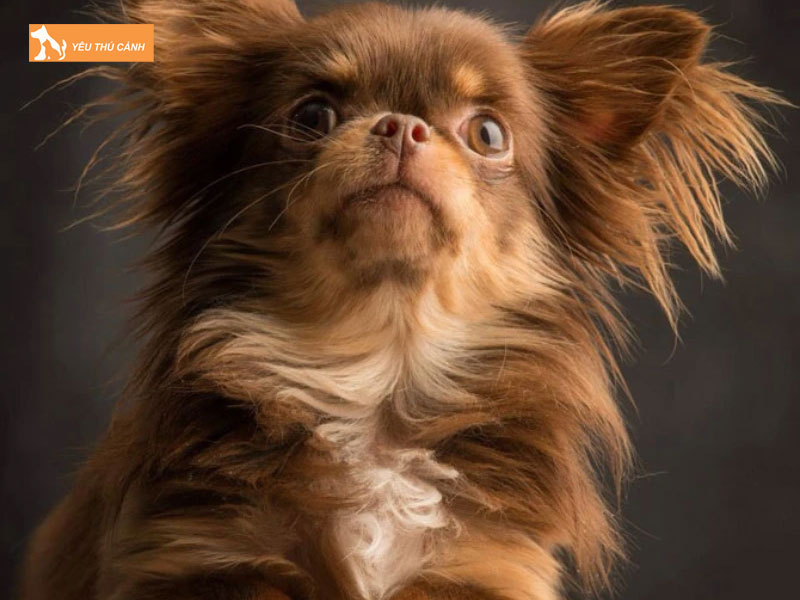 Gia-ban-cho-chihuahua-long-dai-thucanh