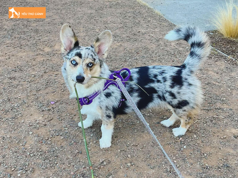 Gia-ban-cho-corgi-blue-merle-thucanh