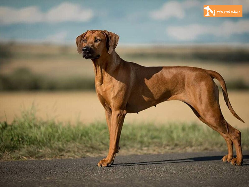 Gia-ban-tham-khao-cho-long-xoay-nam-phi-thucanh