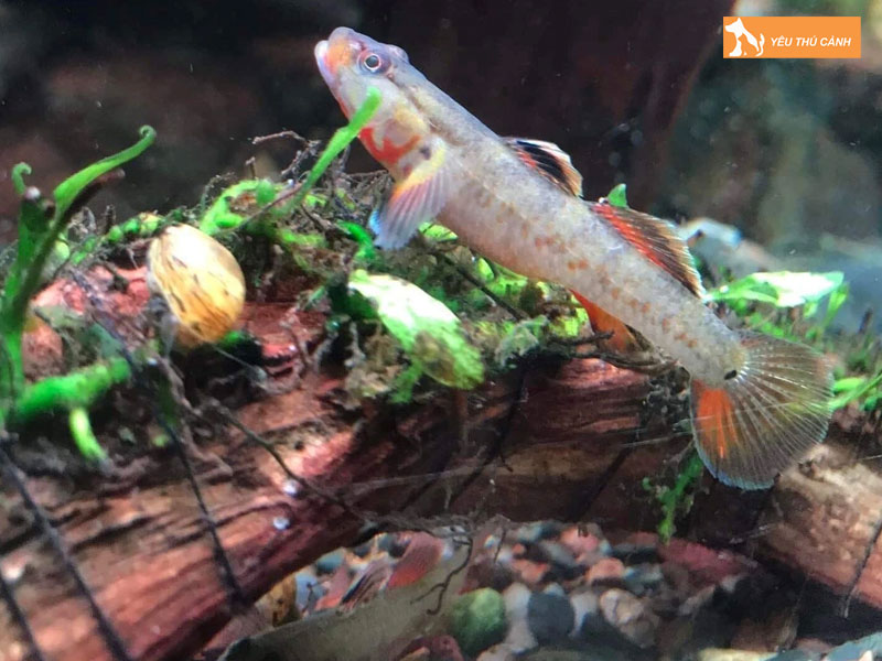 Gioi-thieu-ca-bong-canh-thucanh