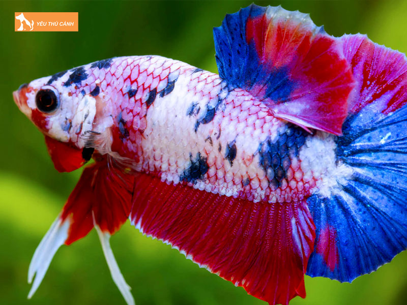 Gioi-thieu-ve-ca-betta-galaxy-thucanh