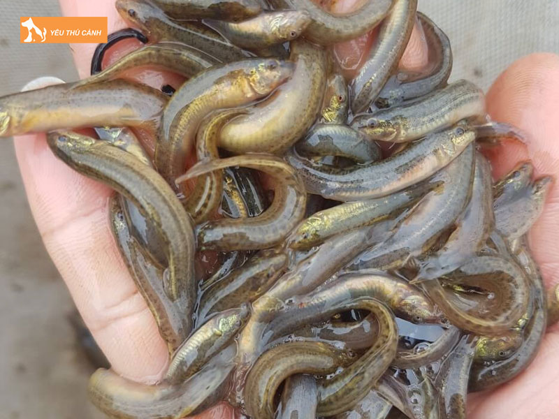 Gioi-thieu-ve-ca-chach-bun-thucanh