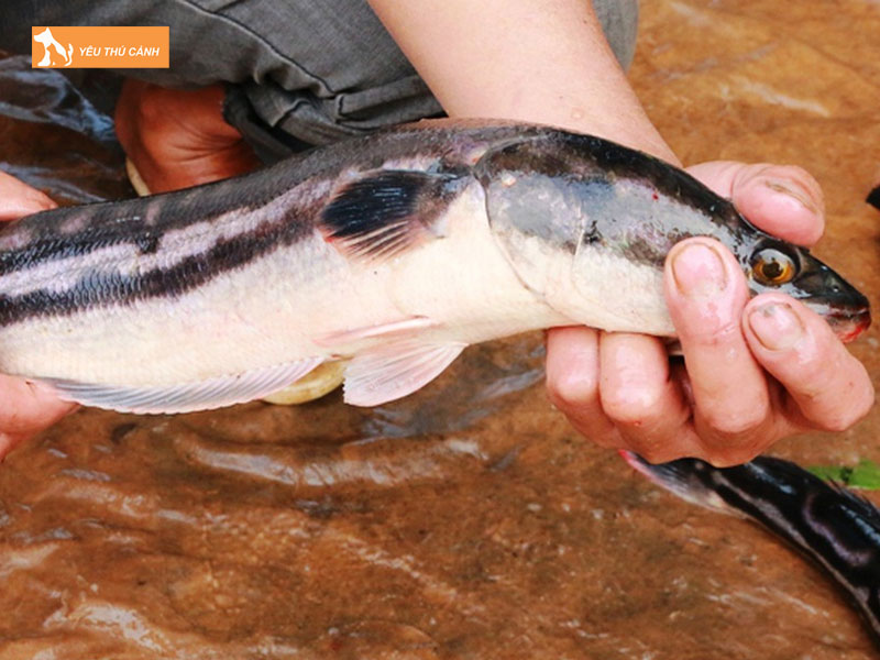 Gioi-thieu-ve-ca-loc-bong-thucanh