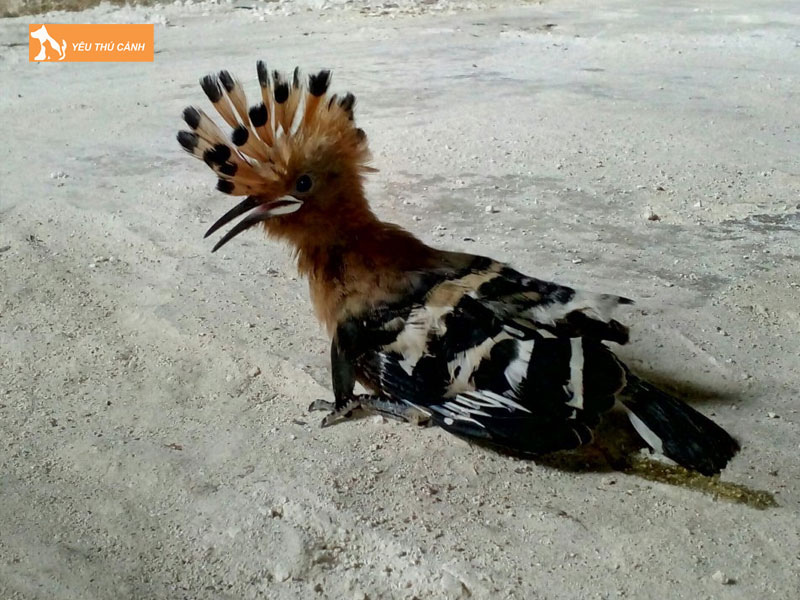 Gioi-thieu-ve-chim-go-kien-thucanh