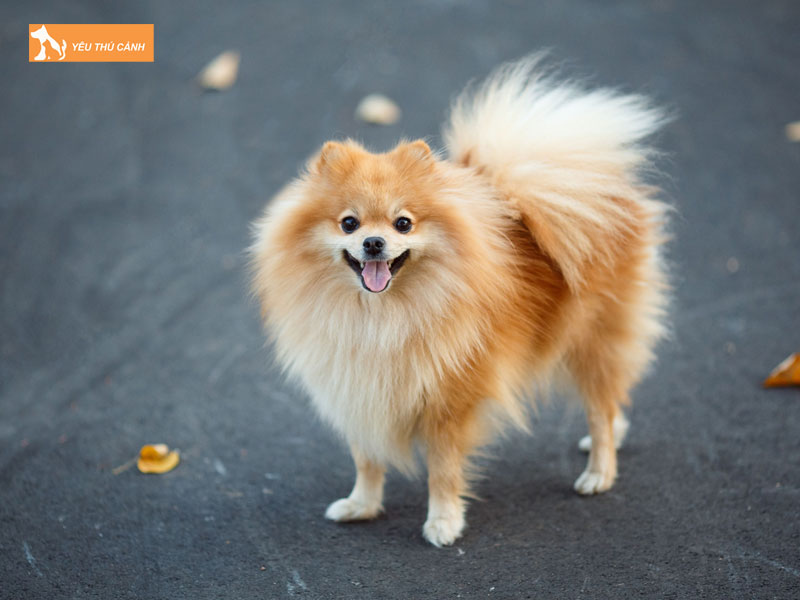 Giong-cho-duoi-cuon-mittel-duc-cho-duoi-xoan-duc-thucanh