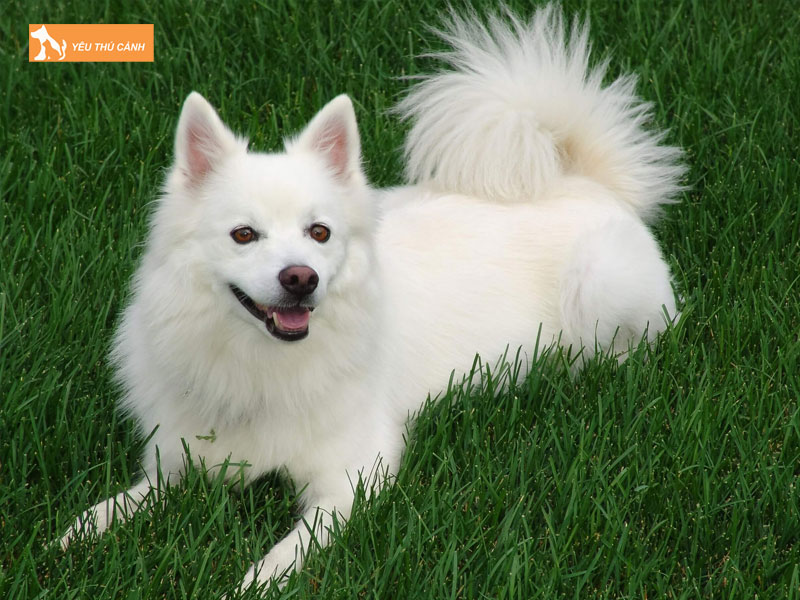 Giong-cho-duoi-cuon-spitz-nhat-ban-thucanh