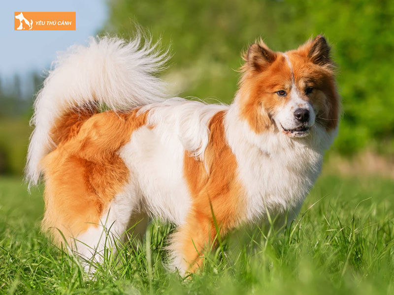 Giong-cho-elo-la-gi-thucanh