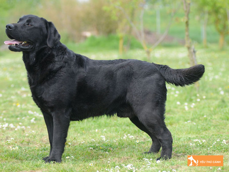 Giong-cho-labrador-thucanh