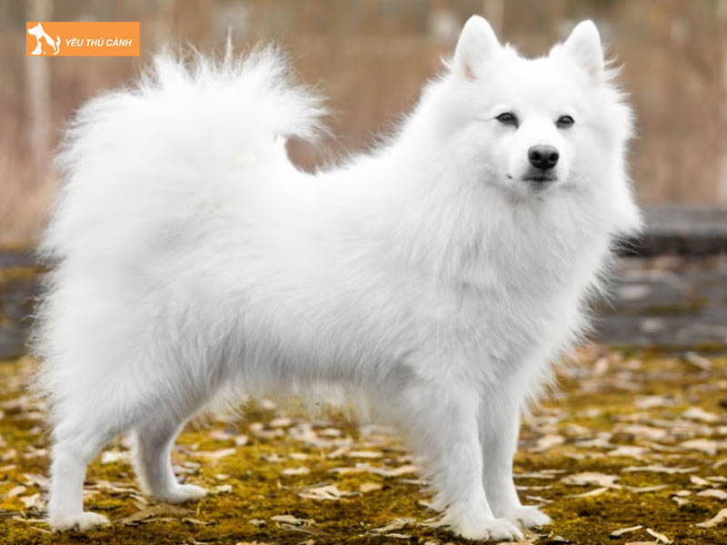 Giong-cho-mittel-duc-khac-cho-spitz-nhat-ban-1-thucanh