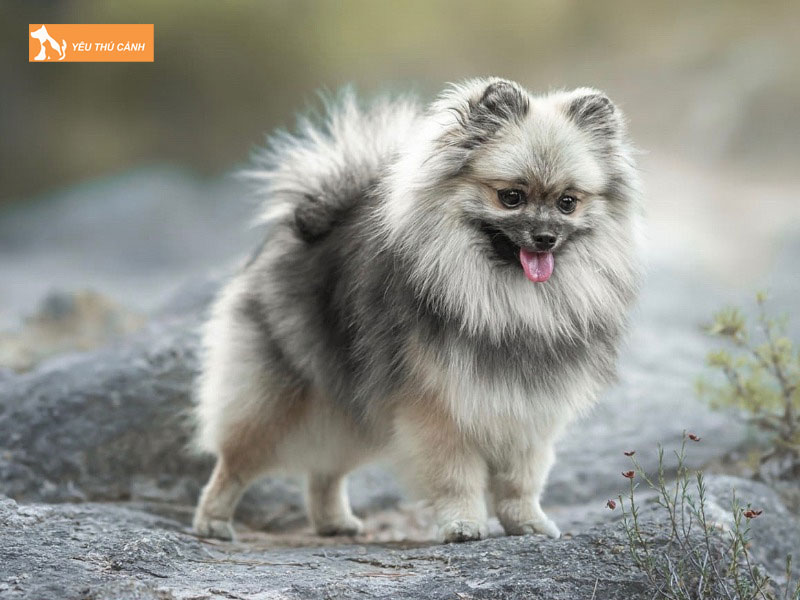 Giong-cho-mittel-duc-khac-cho-spitz-nhat-ban-thucanh