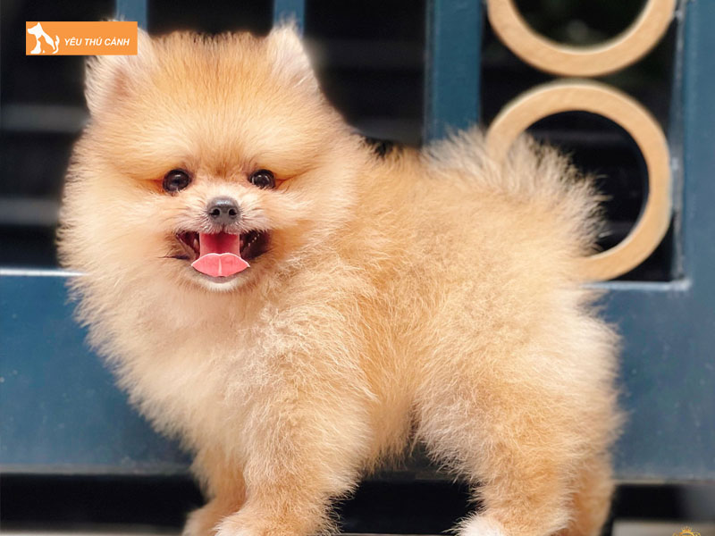 Giong-cho-phoc-la-gi-thucanh