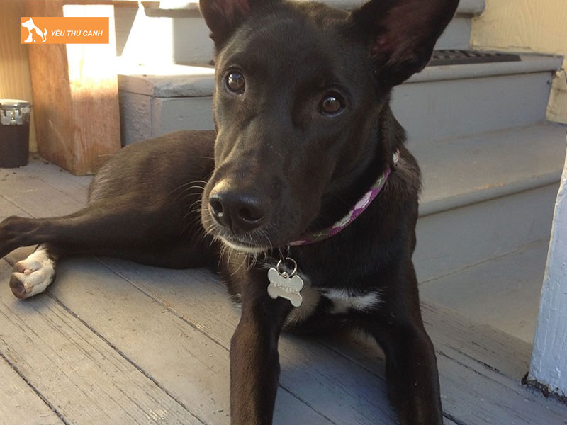 Kinh-nghiem-nuoi-cho-nui-dai-loan-dung-cach-1-thucanh