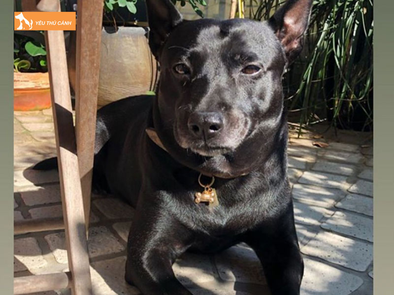 Kinh-nghiem-nuoi-cho-nui-dai-loan-dung-cach-thucanh