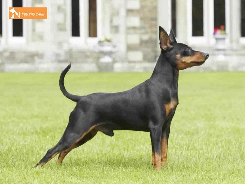 Kinh-nghiem-nuoi-cho-phoc-1-thucanh