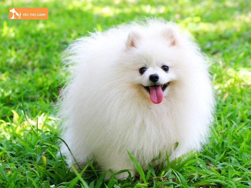 Kinh-nghiem-nuoi-cho-phoc-thucanh