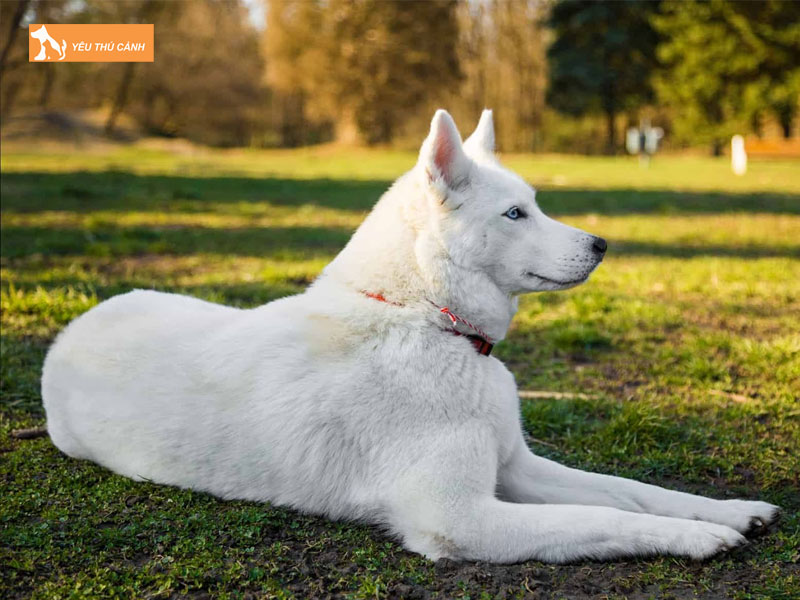 Mot-so-kinh-nghiem-nuoi-cho-chan-cuu-trang-thuy-si-1-thucanh