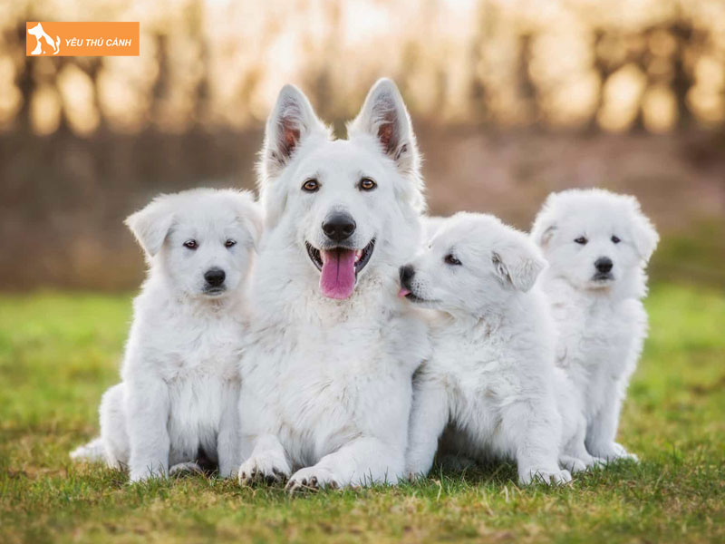 Mot-so-kinh-nghiem-nuoi-cho-chan-cuu-trang-thuy-si-2-thucanh