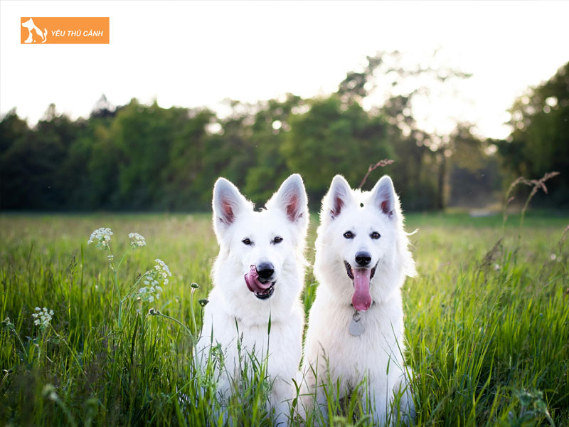 Mot-so-kinh-nghiem-nuoi-cho-chan-cuu-trang-thuy-si-thucanh