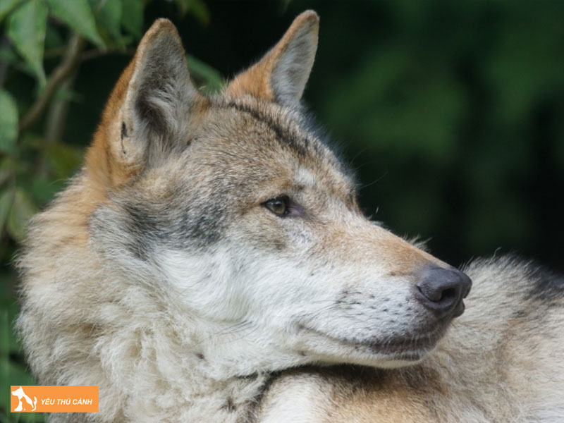 Mot-so-luu-y-khi-nuoi-cho-lai-soi-tiep-khac-1-thucanh