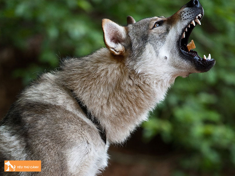 Mot-so-luu-y-khi-nuoi-cho-lai-soi-tiep-khac-thucanh