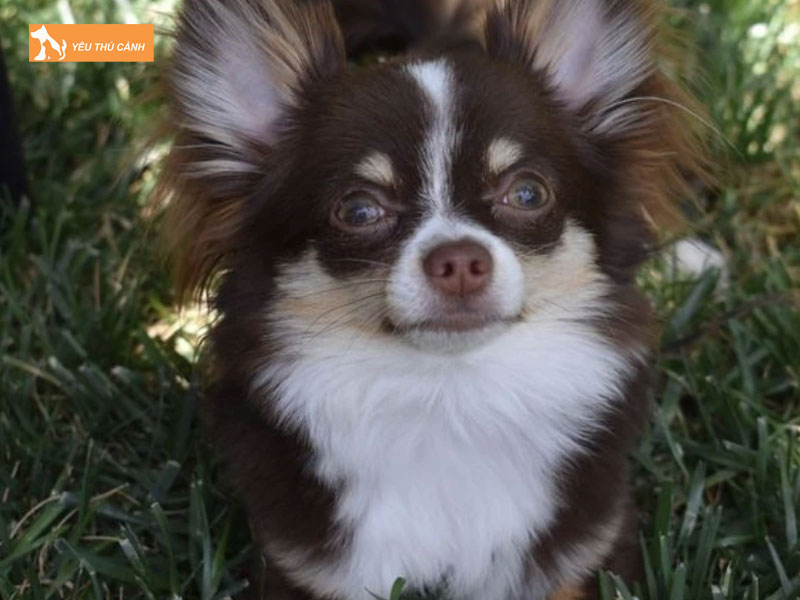Mot-so-luu-y-khi-nuoi-loai-cun-chihuahua-long-dai-thucanh