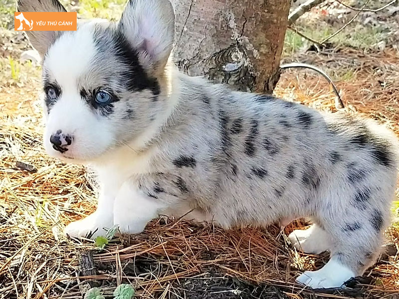 Mot-vai-dieu-can-luu-y-khi-nuoi-cho-corgi-blue-merle-thucanh