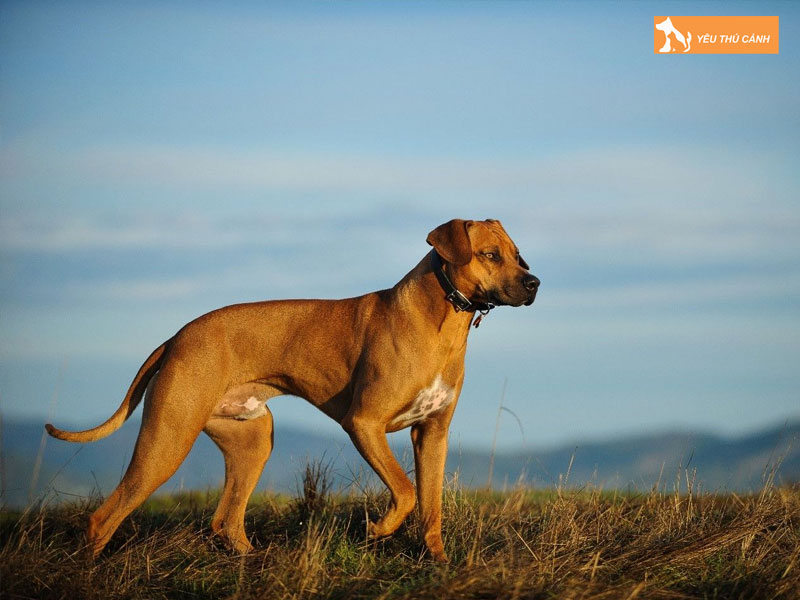 Mot-vai-luu-y-khi-nuoi-cho-long-xoay-nam-phi-thucanh