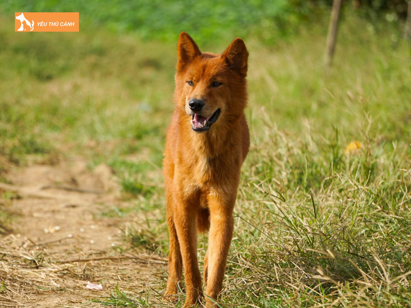 Ngoai-hinh-doc-lap-cua-cho-san-phan-lan-thucanh