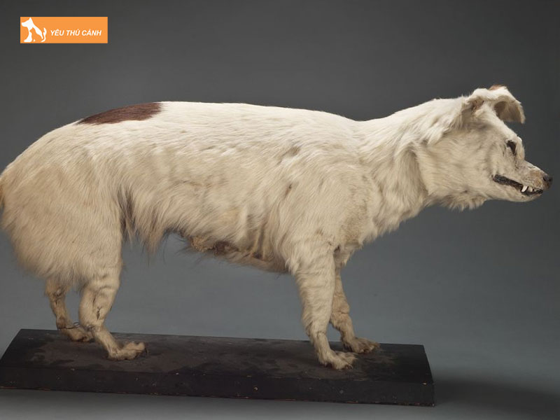 Nguon-goc-va-lich-su-cua-cho-kuri-thucanh