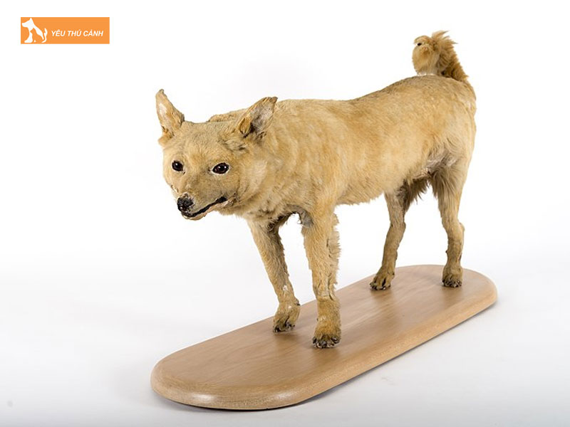 Nguyen-nhan-tuyet-chung-giong-cho-kuri-thucanh