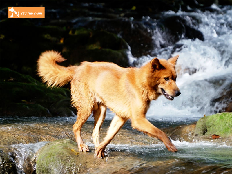 Nhung-dieu-can-luu-y-khi-nuoi-cho-san-thucanh