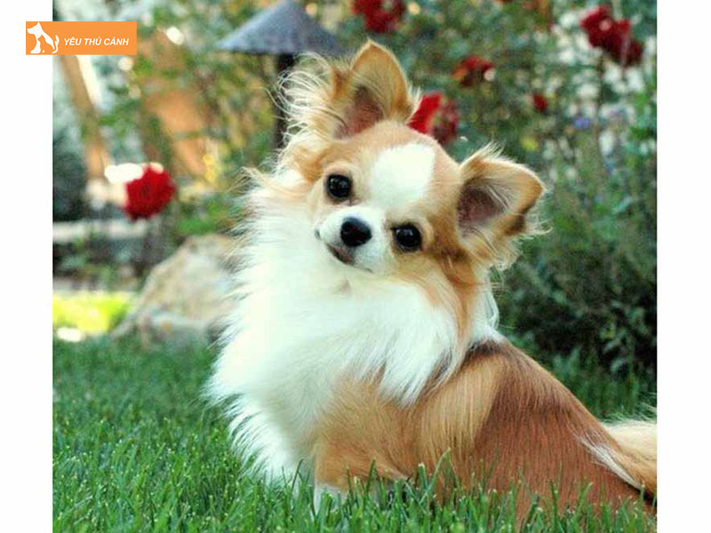 Thong-tin-giong-cho-chihuahua-long-dai-la-gi-thucanh