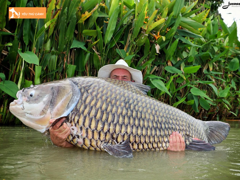 Tim-hieu-ve-ca-soc-dua-thucanh