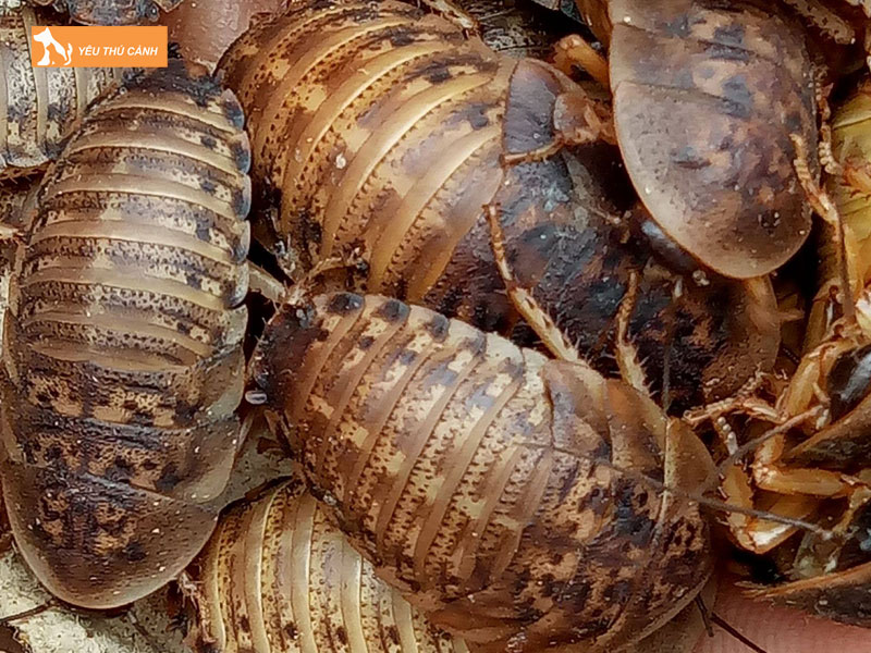 Tim-hieu-ve-gian-dubia-thucanh