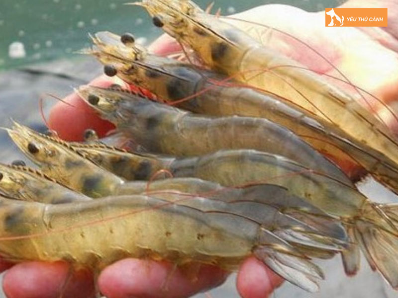 Tong-quan-ve-tom-the-chan-trang-thucanh