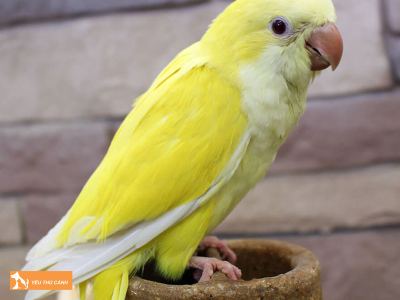 Tong-quan-ve-vet-monk-1-thucanh