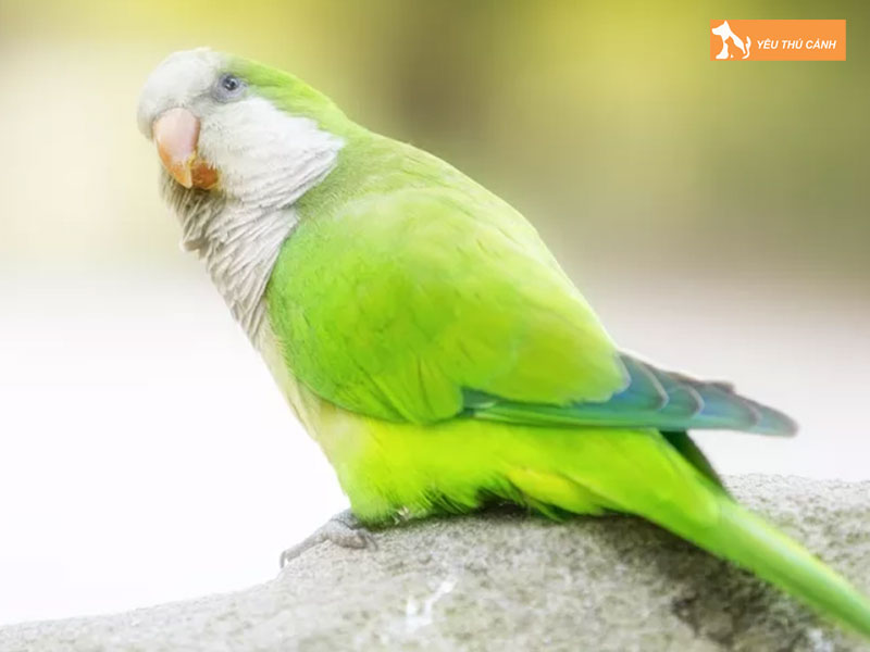 Tong-quan-ve-vet-monk-thucanh