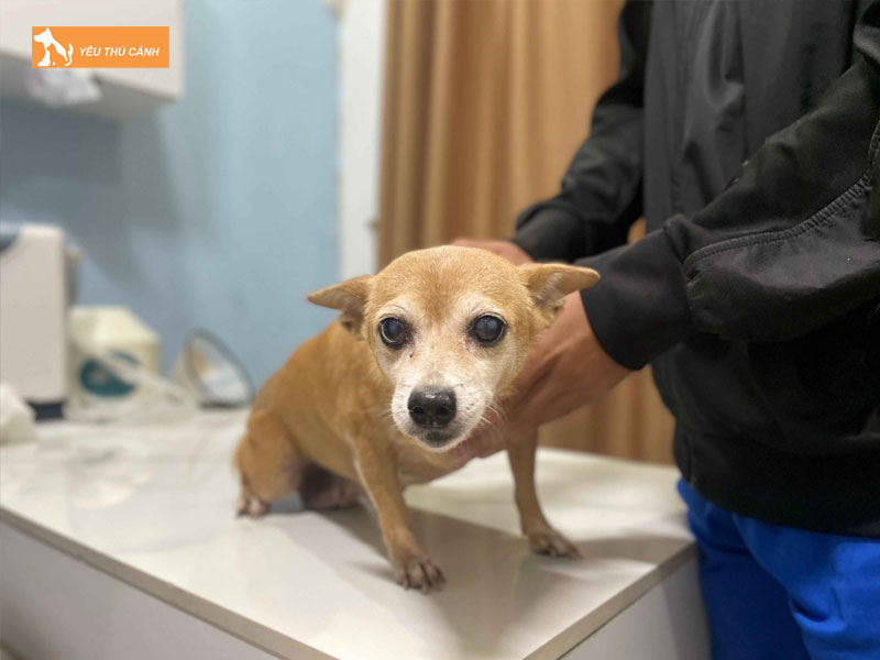 Bieu-hien-cua-cho-xuat-huyet-duong-ruot-thucanh