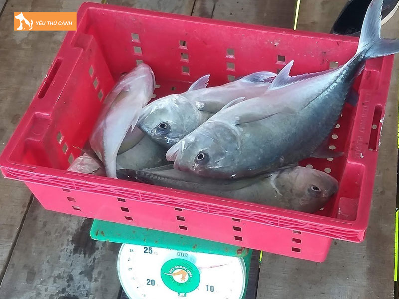 Ca-be-vau-la-ca-gi-thucanh