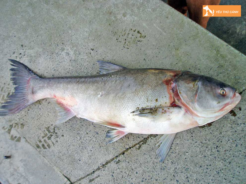 Ca-me-trang-la-ca-gi-thucanh