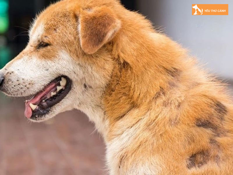 Cac-bieu-hien-cua-cho-bi-xa-mau-thucanh