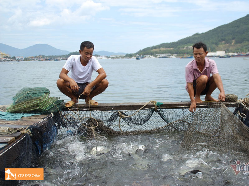 Cach-nuoi-ca-be-vau-hieu-qua-1-thucanh