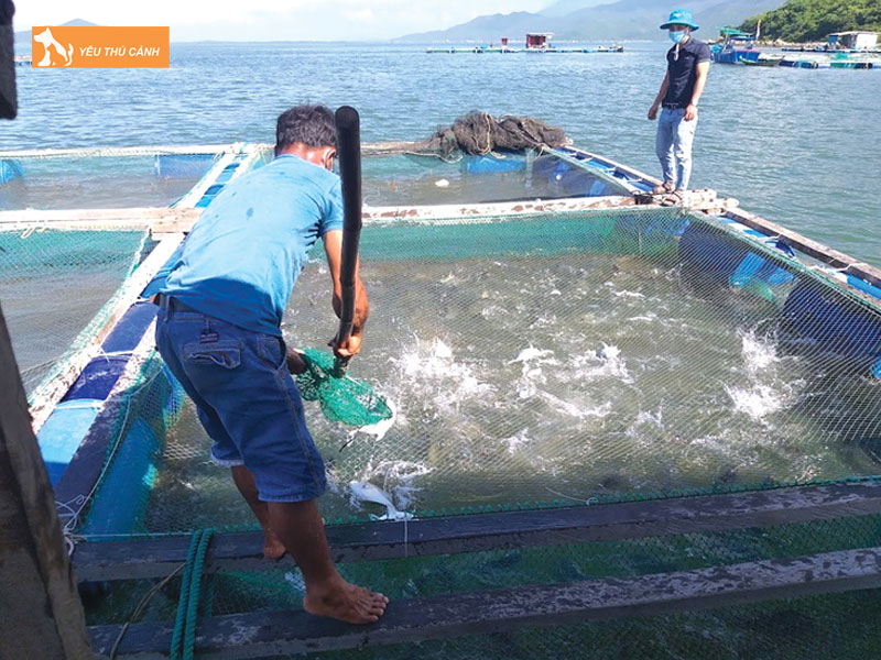 Cach-nuoi-ca-be-vau-hieu-qua-thucanh